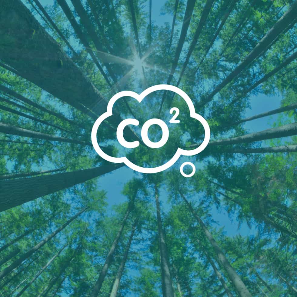 Trees planted in B.C. have captured 2 billion tonnes of carbon.